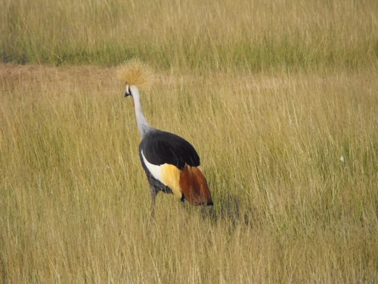 Visiting Kenya